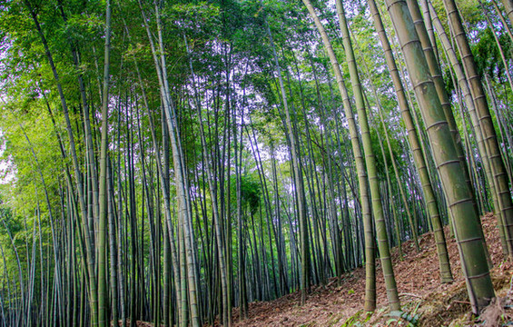 竹林