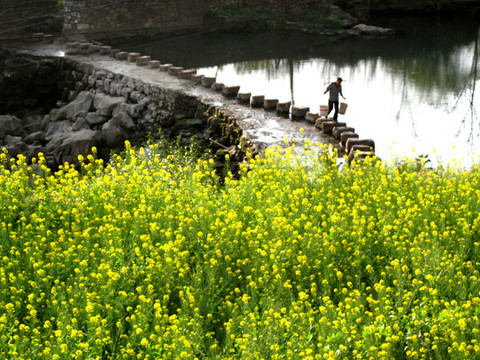 農(nóng)家油菜花
