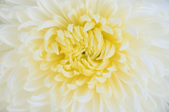 菊花背景