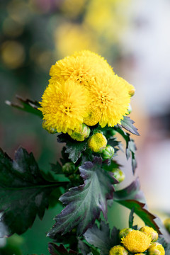 黃色菊花