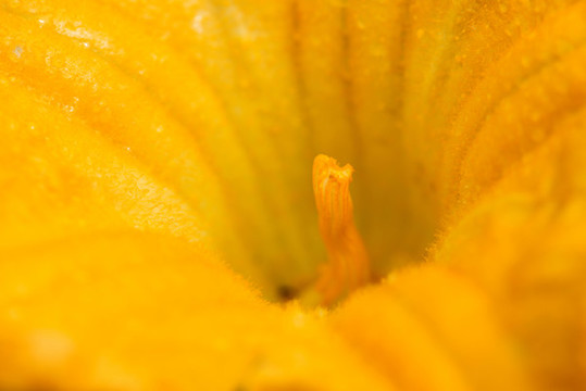 南瓜花