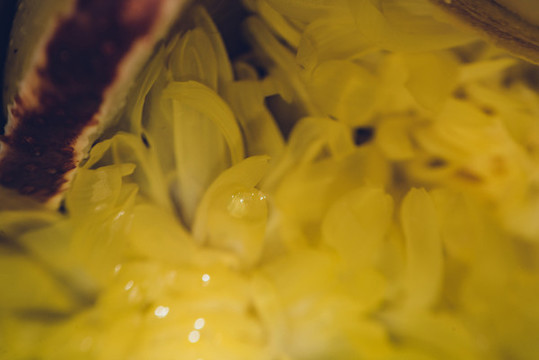 菊花茶