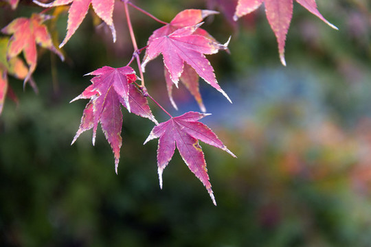 紅楓葉