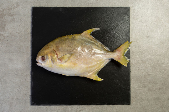 金昌魚(yú)