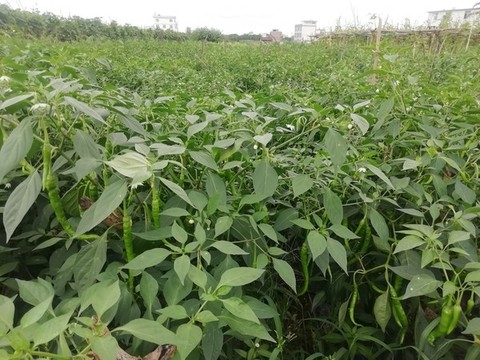 菜園