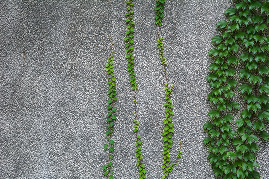 爬山虎墻壁