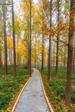 泉城公園秋色