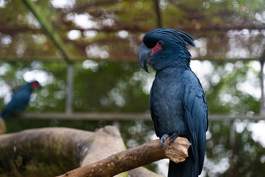 棕櫚鳳頭鸚鵡