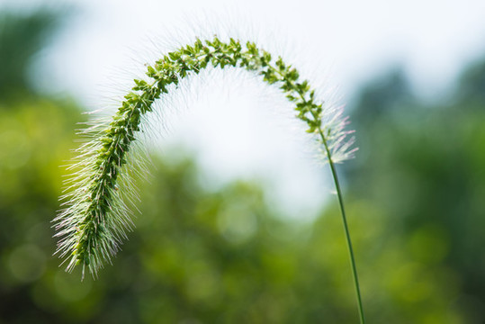 狗尾巴草