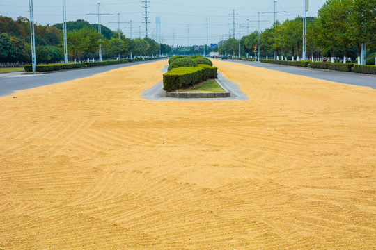農(nóng)民在郊區(qū)馬路上曬谷