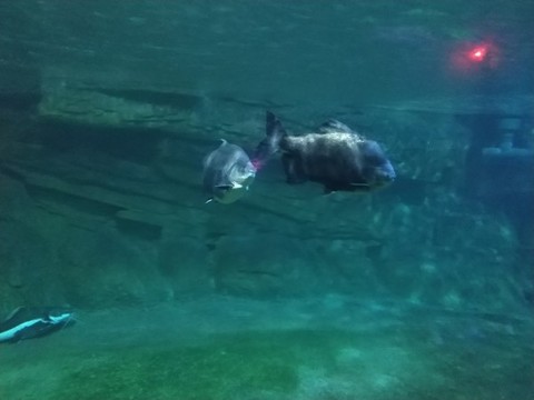 蓬萊極地海洋世界