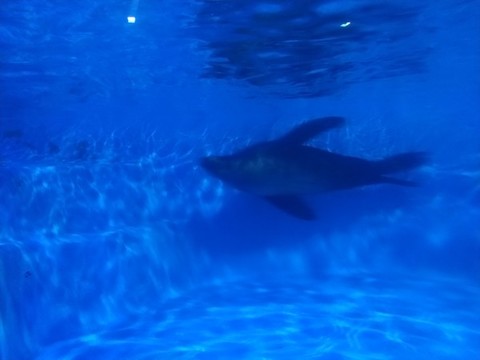 蓬萊極地海洋世界