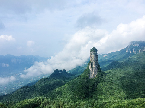 朝天筍