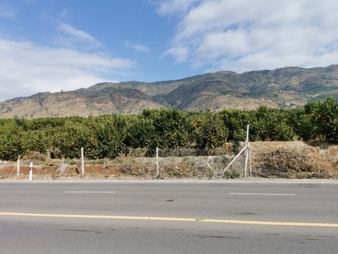 桔子種植基地