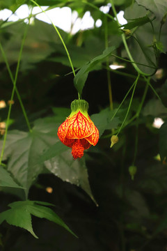 金鈴花