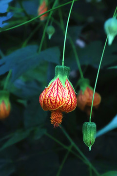 金鈴花