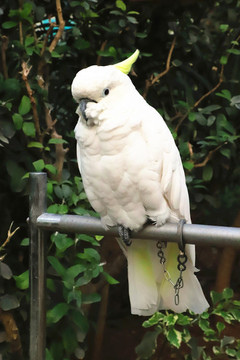 葵花鳳頭鸚鵡