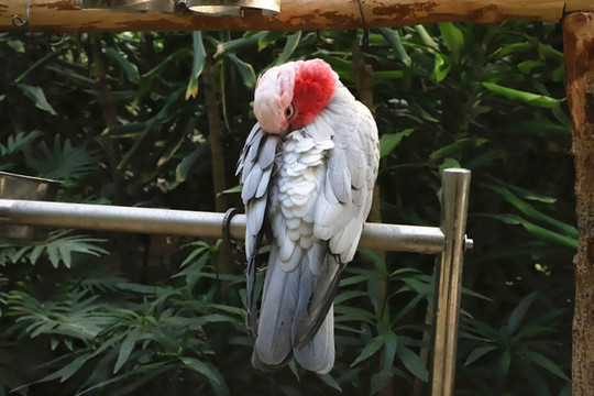 粉紅鳳頭鸚鵡