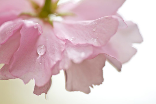 櫻花
