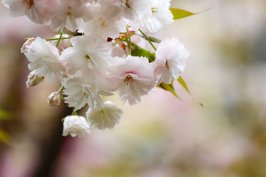 櫻花