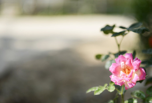 月季花