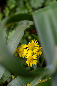 野菊花