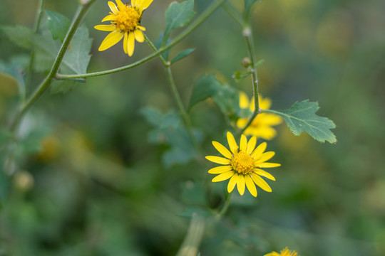 小黃花