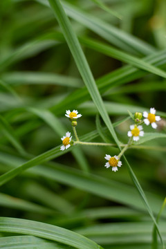 小野花