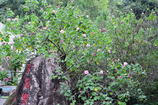 木芙蓉