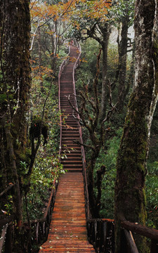 龍蒼溝景區(qū)木棧道