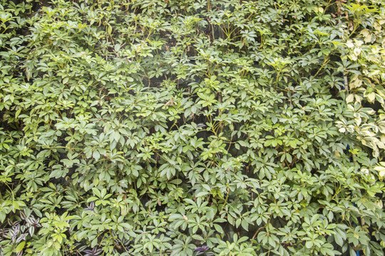 綠植墻