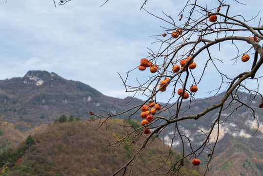 樹(shù)上的柿子
