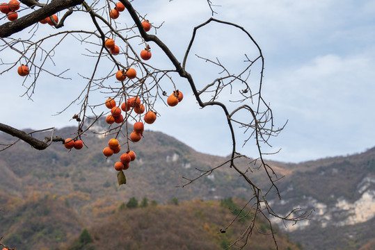 樹(shù)上的柿子