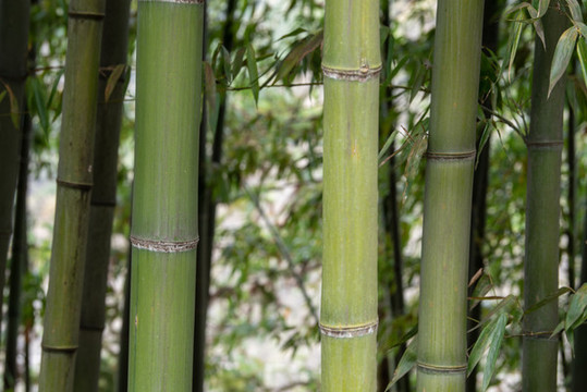 近攝竹林