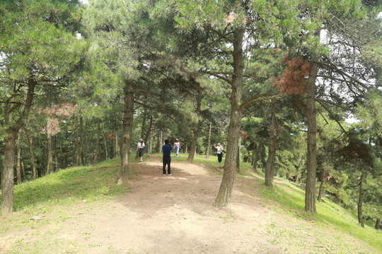 樹(shù)林