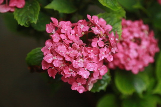 花朵
