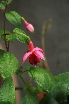 花卉