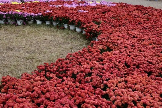菊花展