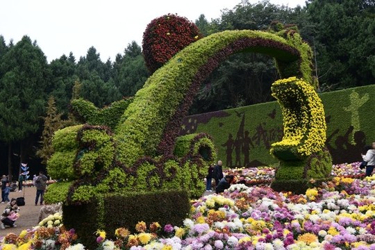 菊花展