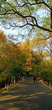 南京棲霞山
