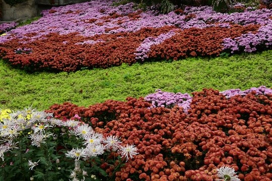 菊花展