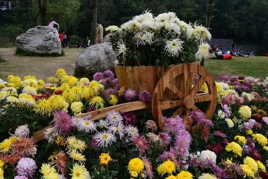 菊花展