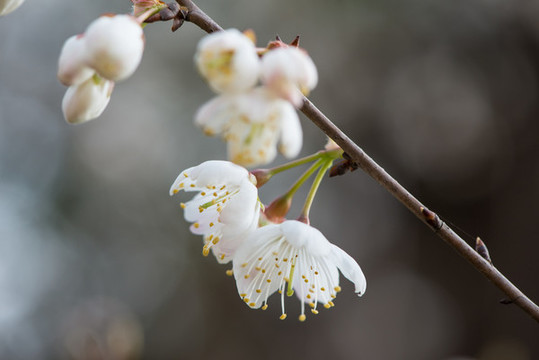 櫻花