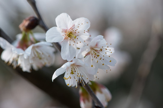 櫻花