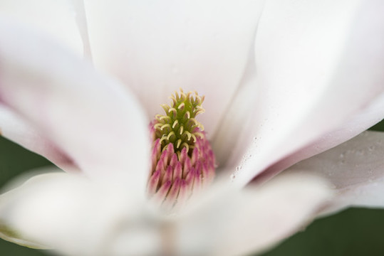 木蘭花