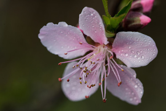 桃花