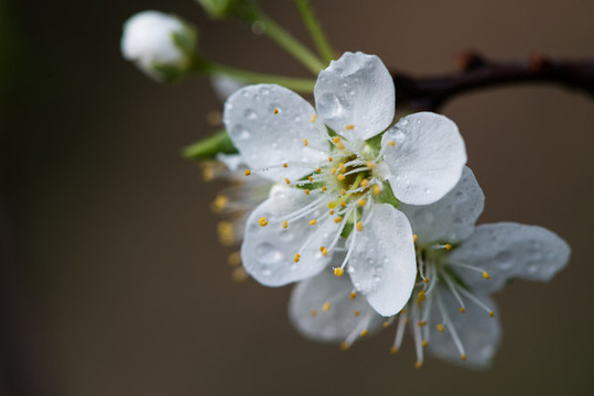 櫻花