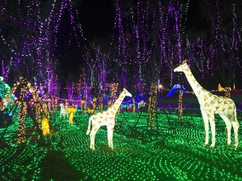 燈光展