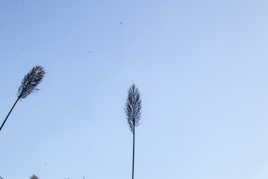 狗尾巴草