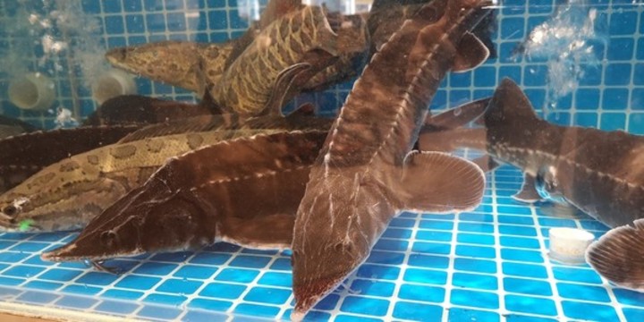 鱘魚